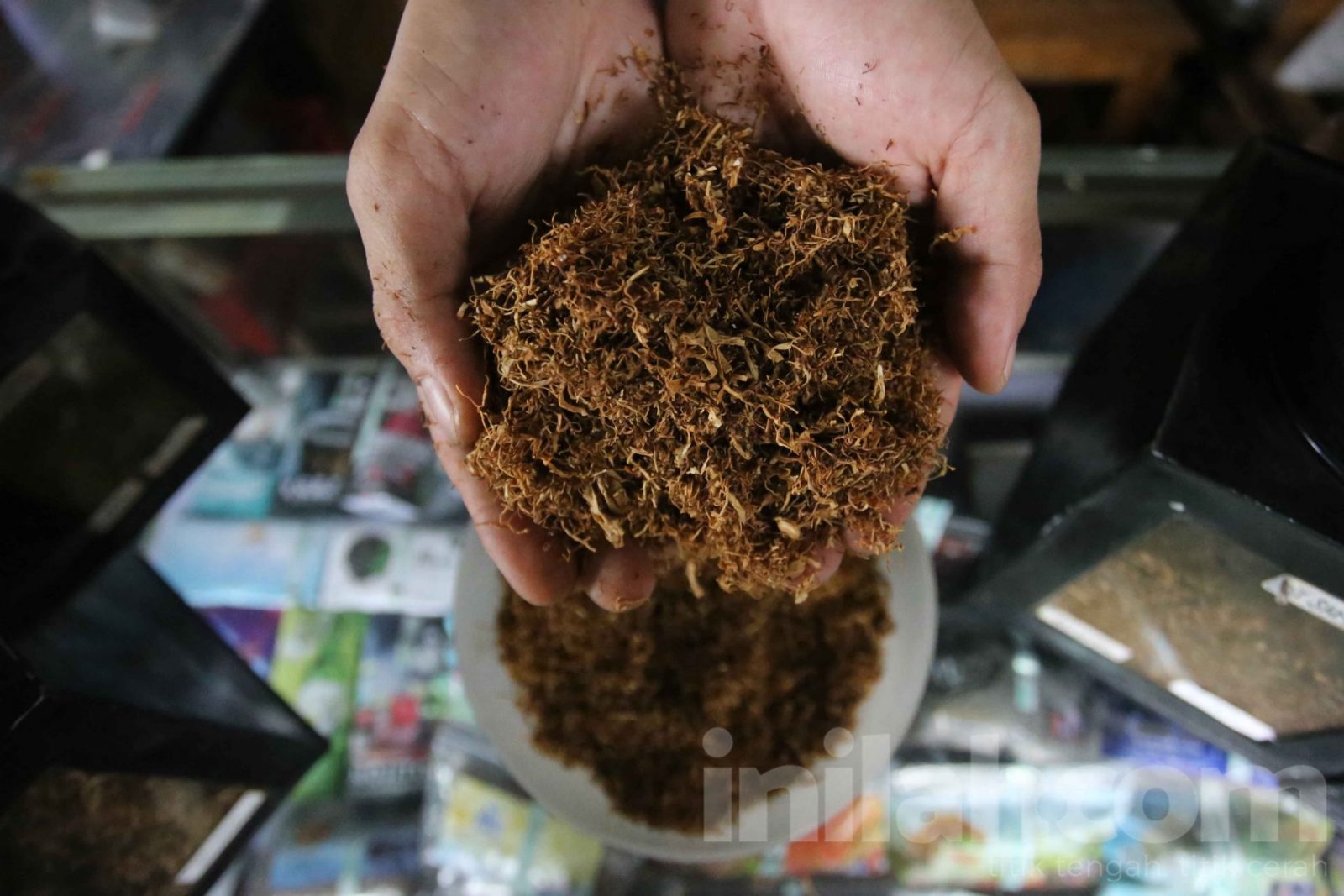 Foto: Tembakau Tingwe Laris Manis Pasca Cukai Rokok Naik