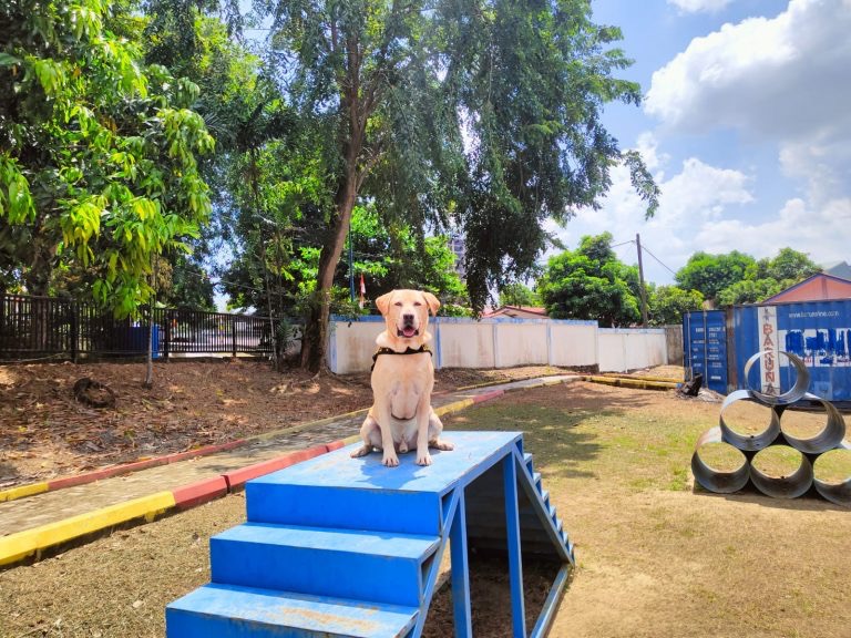 Luigi Anjing Pelacak Bea Cukai Batam Berhasil Endus Paket Sabu