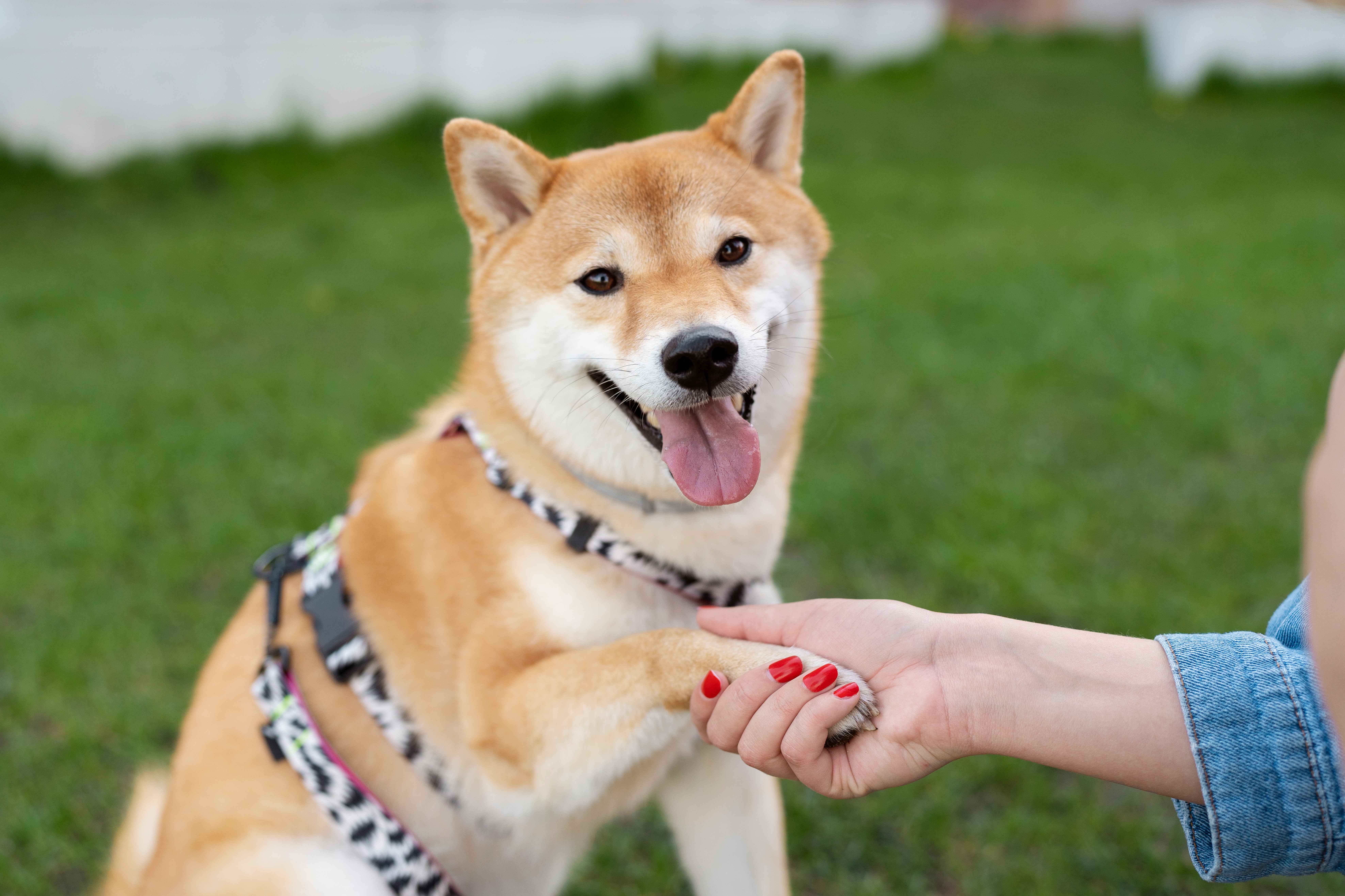 Cara Menghilangkan Najis Anjing Sesuai Sunnah Rasulullah SAW