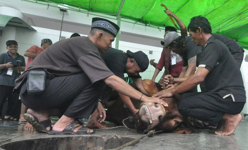 Kurban Bukan Cuma Soal Sembelih, Ahli Ugm Bongkar Fakta Miris Ini!