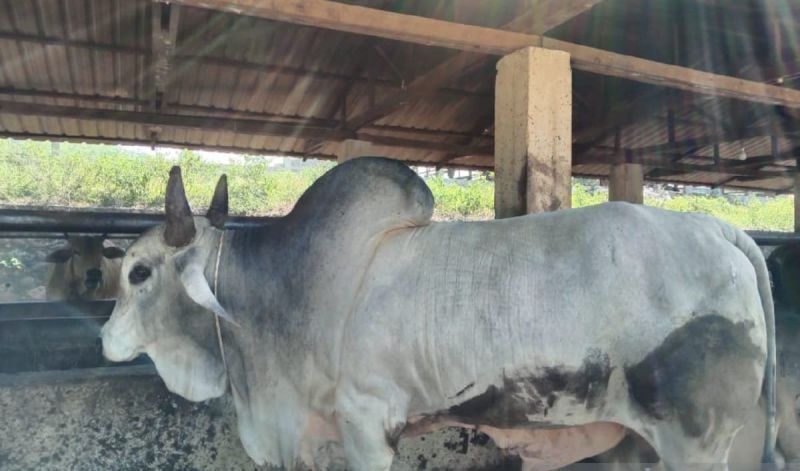 Prabowo Pilih Dua Sapi Terbaik Bantul Jadi Hewan Kurban Di Idul Adha