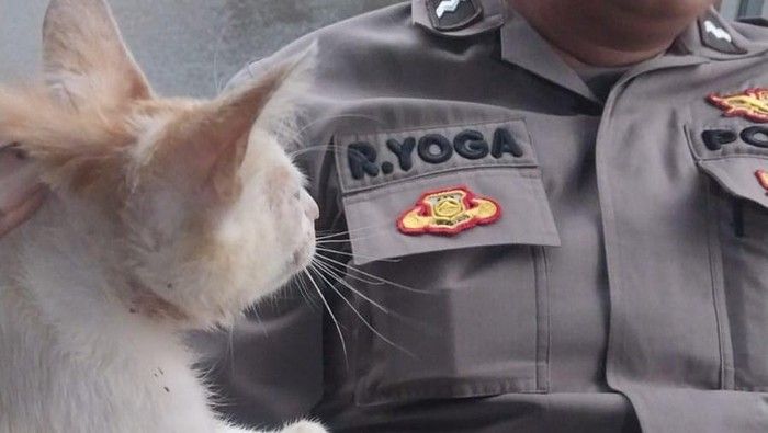 Bikin Geger Satu Kampung! Dikira Anak Kecil Tercebur Sumur, Ternyata Kucing 'Ngeong' Mirip Bayi