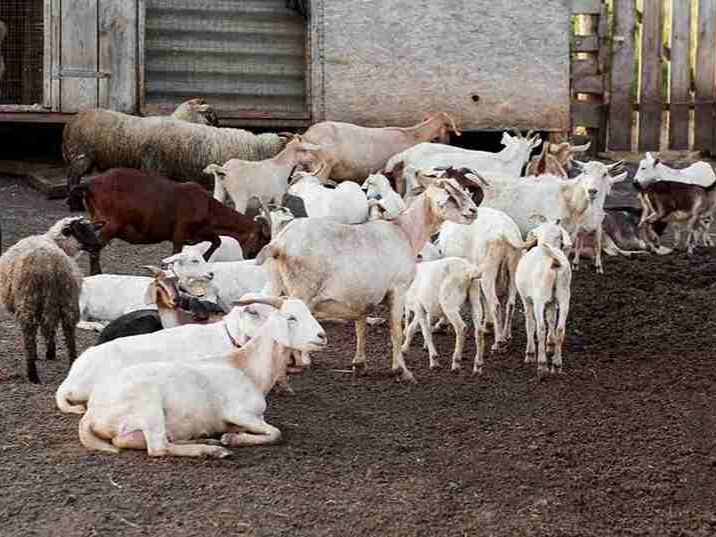Lebih Baik Kurban Sapi Atau Kambing? Ini Penjelasan Dan Dalilnya