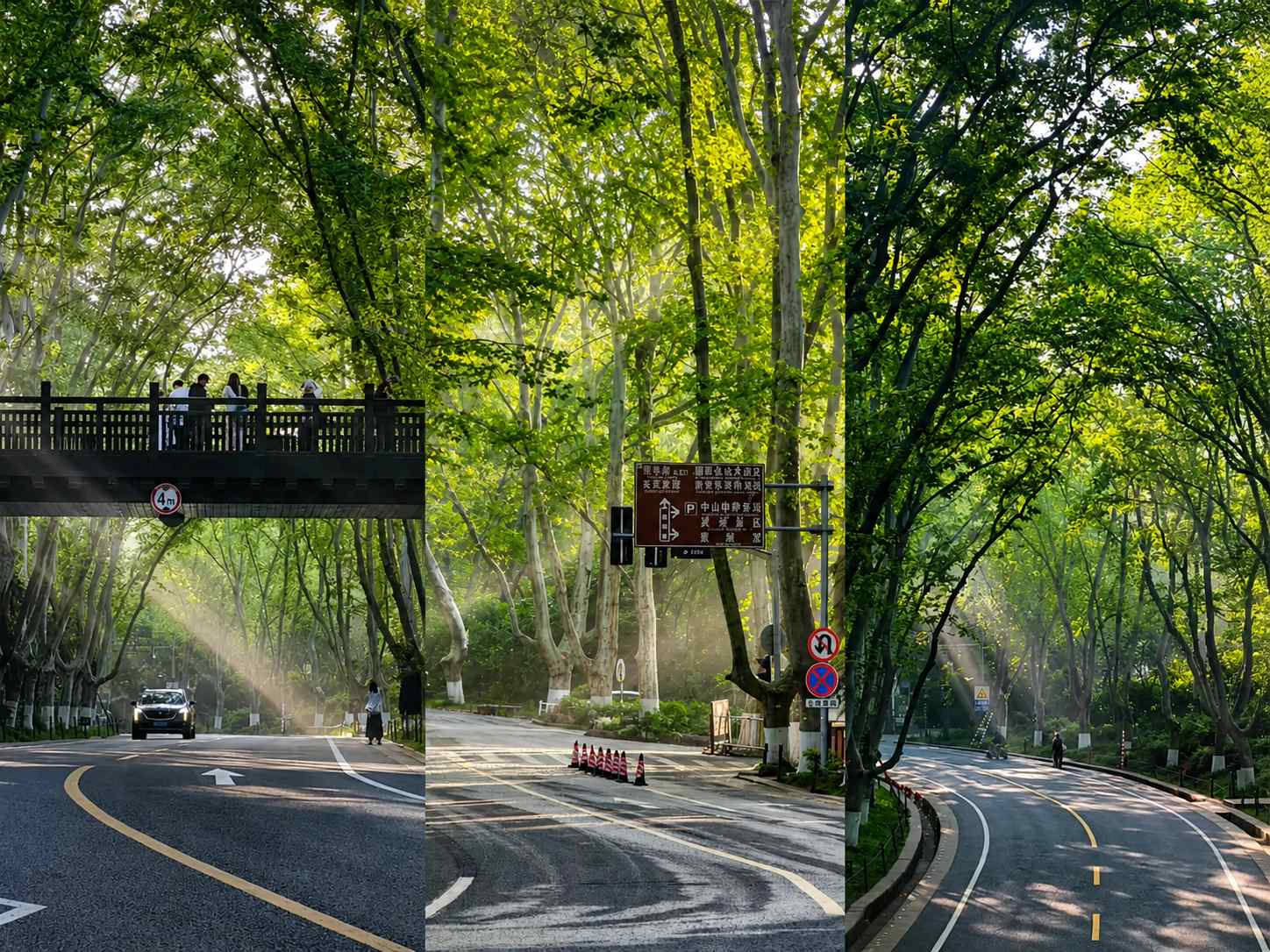 Wutong Avenue Nanjing, Jalan dengan 100 Ribu Pohon Bernomor Identitas