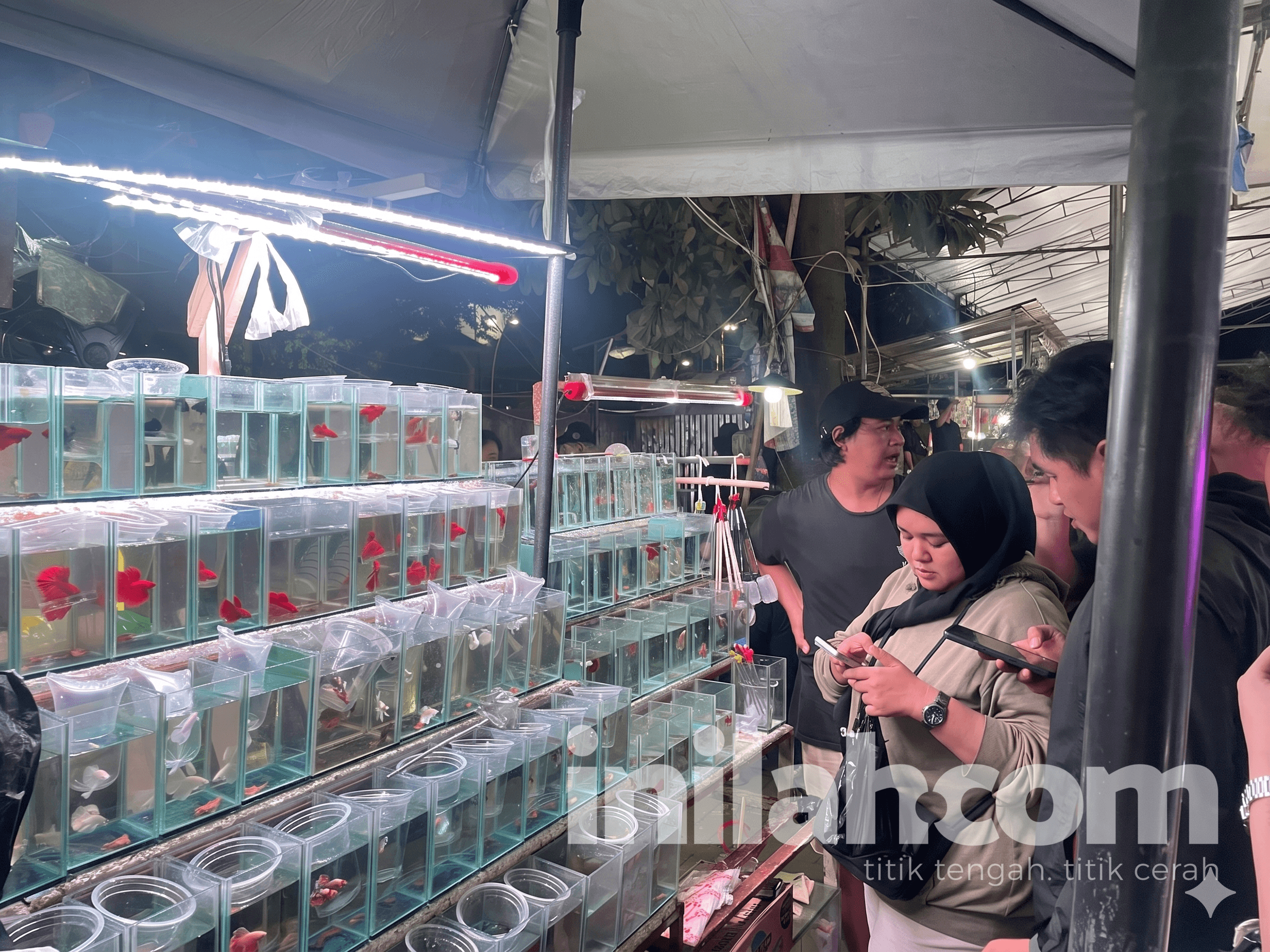Cerita dari Balik Terang Lampu Pasar Jatinegara: 'Denyut Nadi' Penghobi Ikan Hias