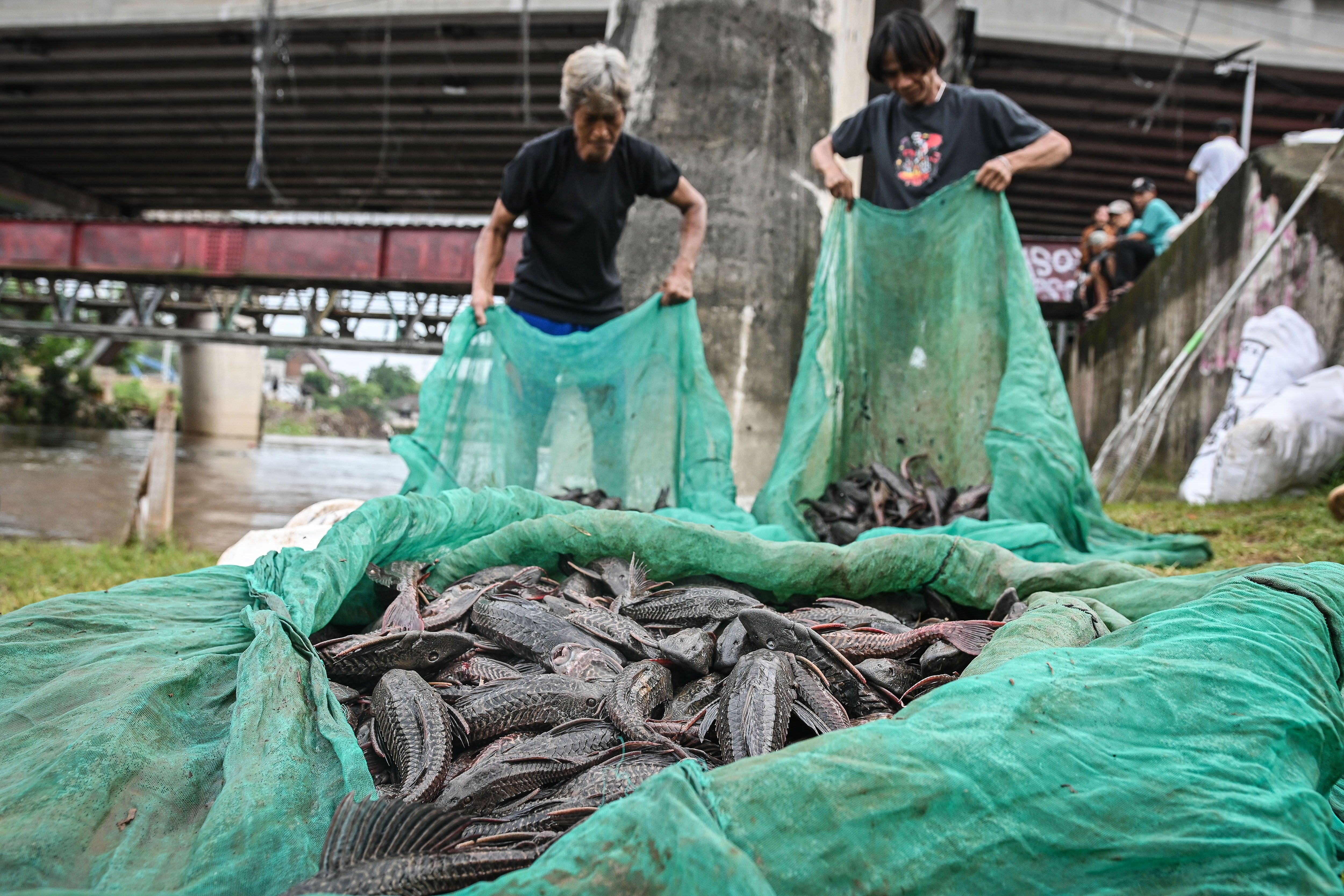 Guru Besar IPB Tawarkan Solusi Pembasmian Ikan Sapu-sapu Sejalan Fatwa MUI, Ini Alasannya