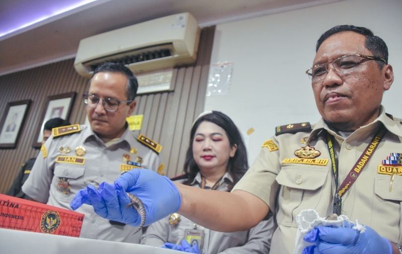 Disembunyikan Di Legging, Barantin Gagalkan Penyelundupan 10 Satwa Asal Thailand Di Bandara Soetta