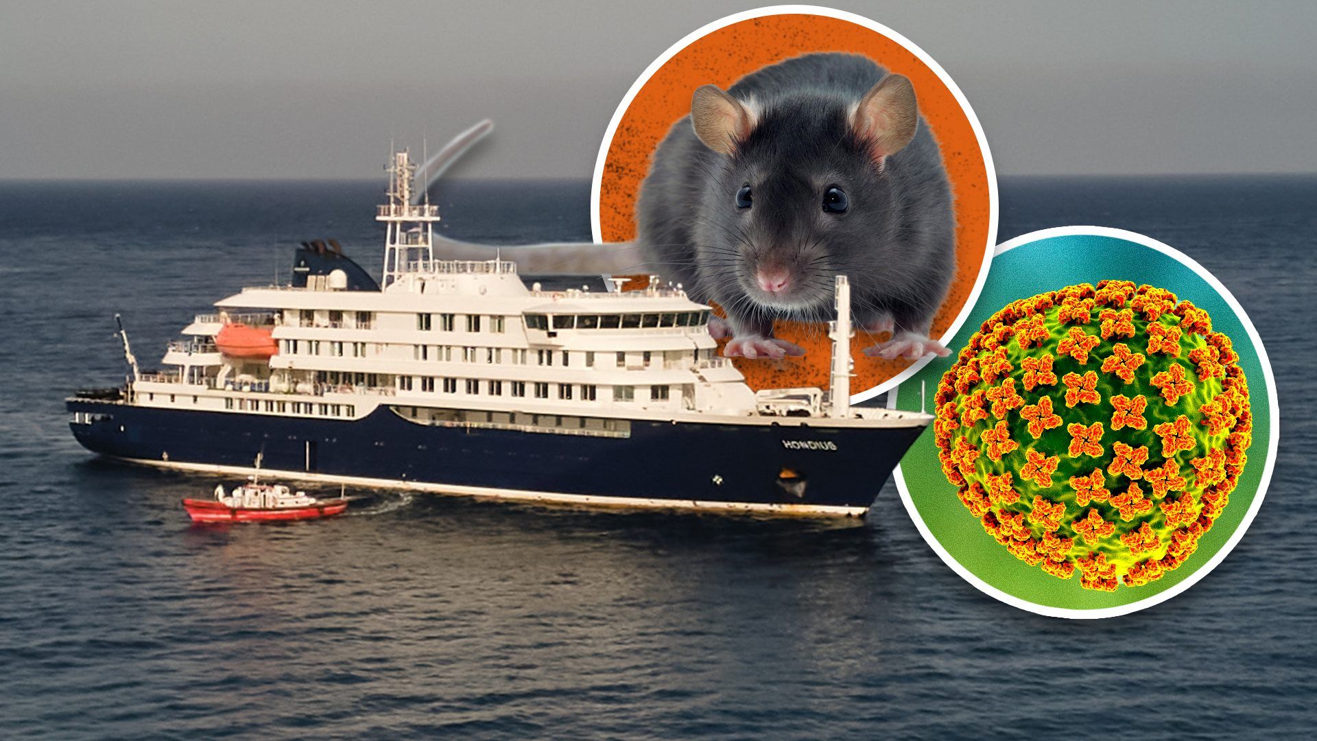Hantavirus Guncang Kapal Pesiar, Ahli Medis: Jangan Panik, Penularan Tak Secepat Covid-19