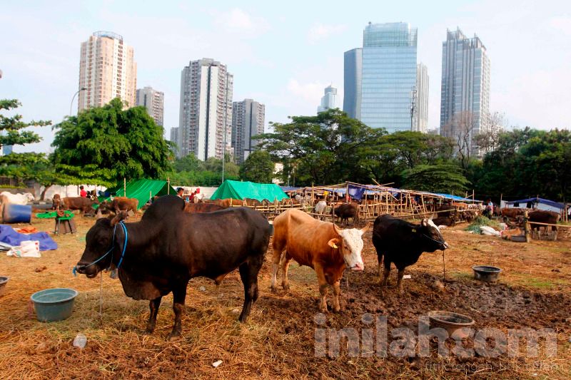 Curang Jual Beli Hewan Kurban, Ylki Desak Mui Keluarkan Fatwa Tegas