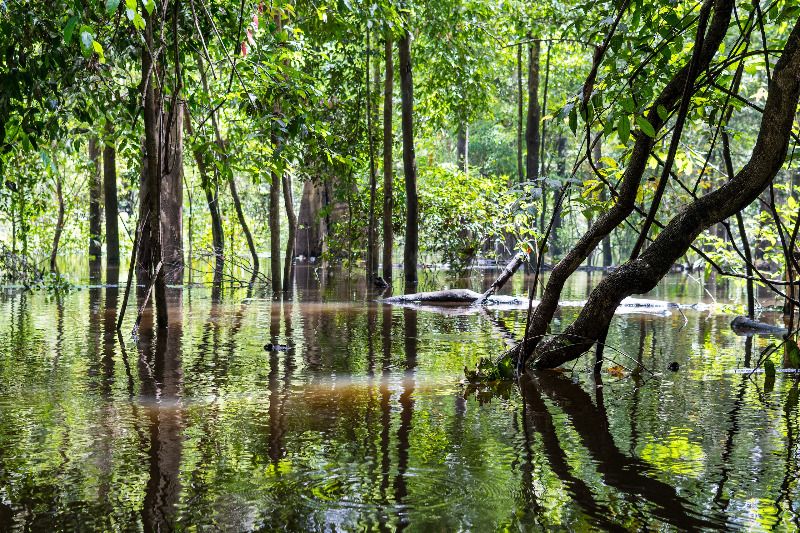 Laju Deforestasi Hutan Amazon Turun 17 Persen Sepanjang Kuartal I 2026