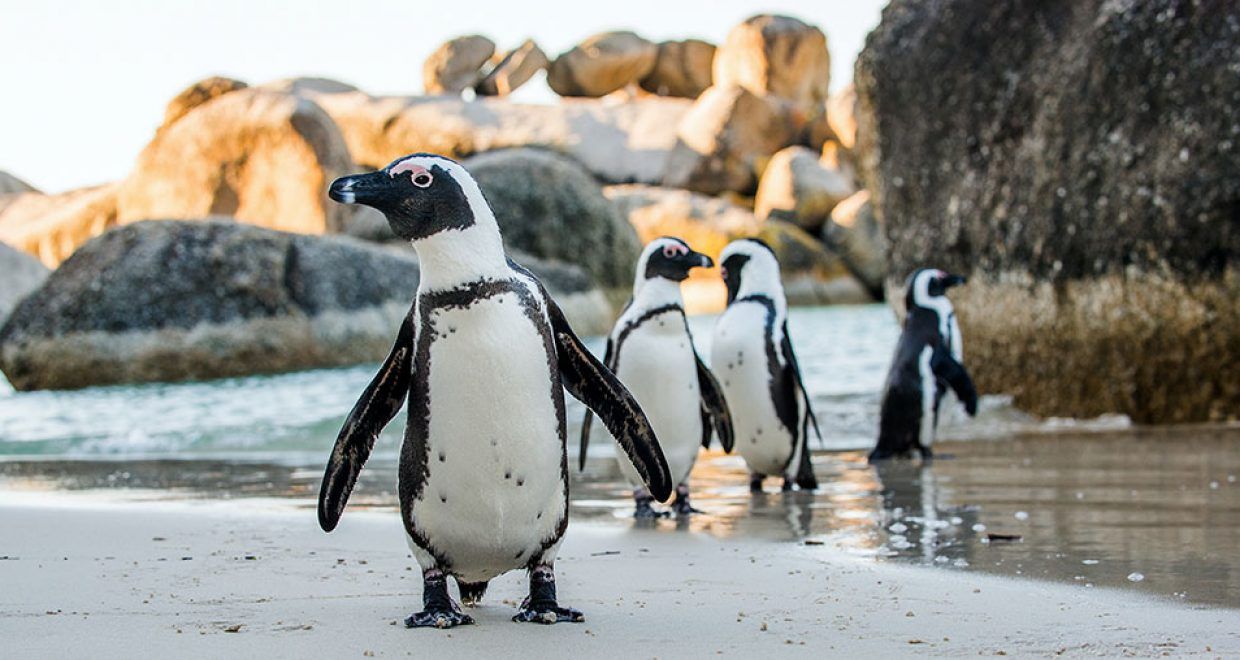 Alarm Kritis di Boulders Beach: Menanti Keajaiban untuk Penguin Afrika